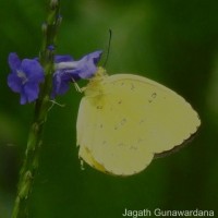 Eurema blanda Boisduval, 1836